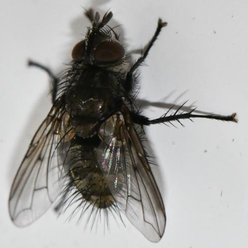 Lypha dubia